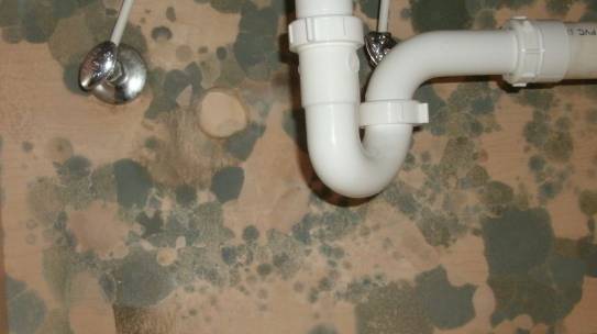 6 Types of Harmful Mold That May Be Lurking in Your Home
